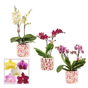 PHAL MF GEM