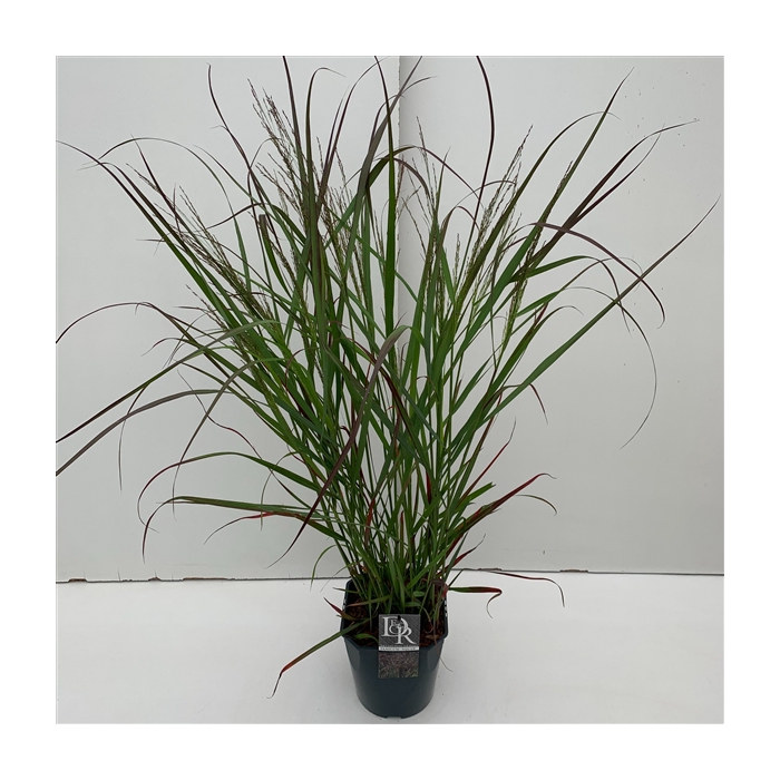 <h4>Panicum 'Squaw'</h4>