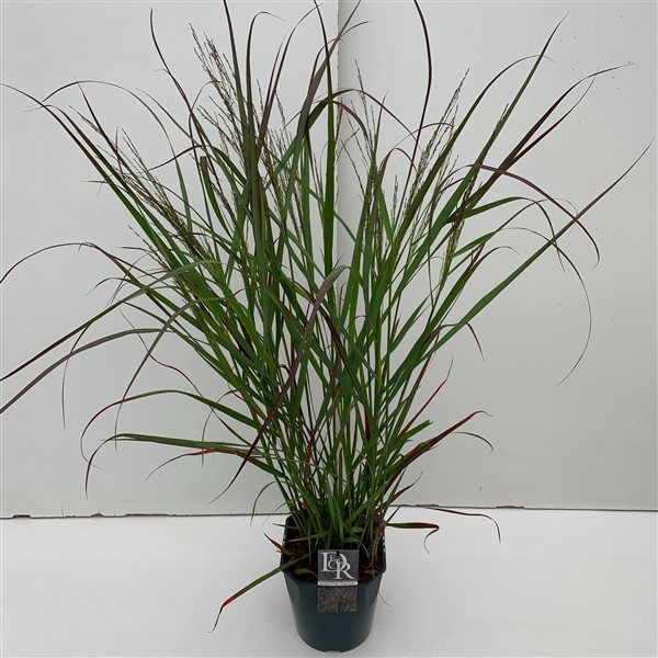 Panicum 'Squaw'