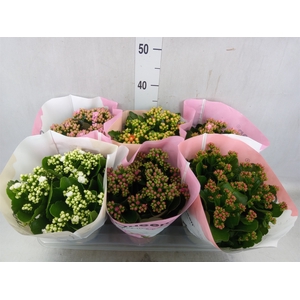 Kalanchoe blos.   ..rosebud mix GR