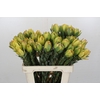 Leucadendron Disc. Yellow