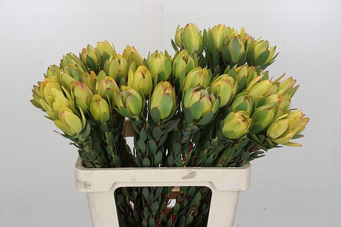 Leucadendron Disc. Yellow