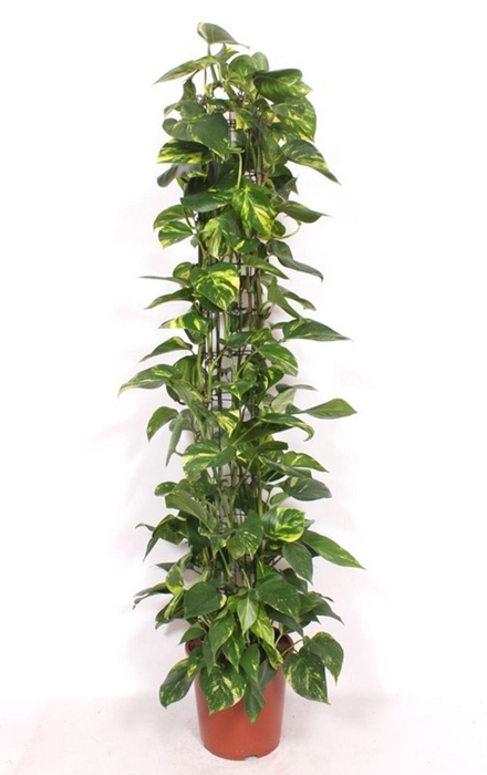 <h4>Epipremnum pinnatum Aureum</h4>