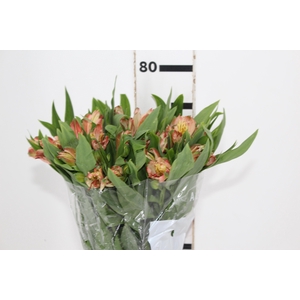 ALSTROEMERIA MOTION 080 CM LARANJA