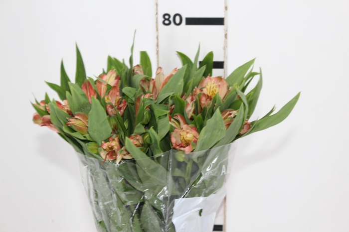 <h4>ALSTROEMERIA MOTION 080 CM LARANJA</h4>