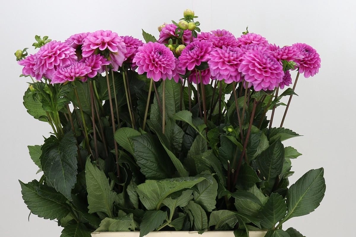 <h4>Dahlia Happy Hour</h4>