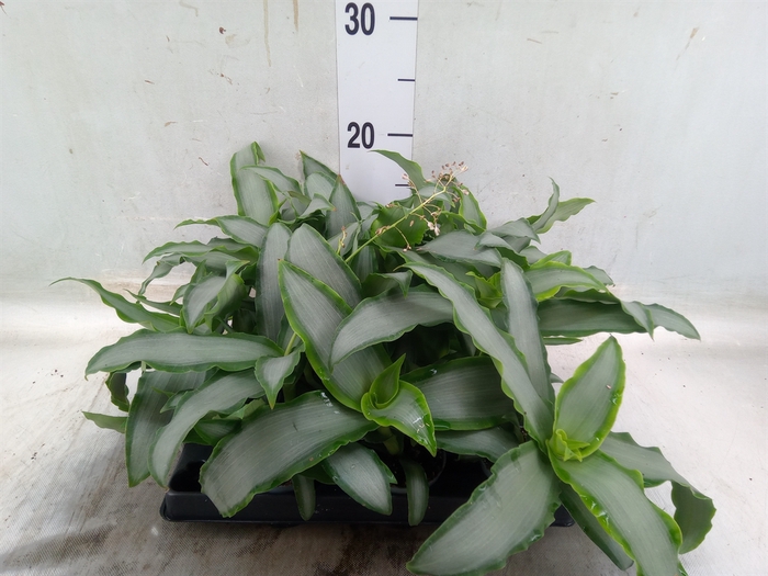 <h4>Tradescantia   ...</h4>