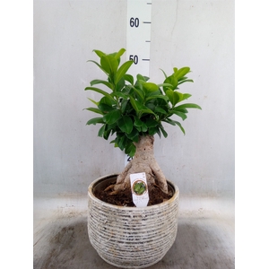 Ficus microcarpa 'Ginseng'