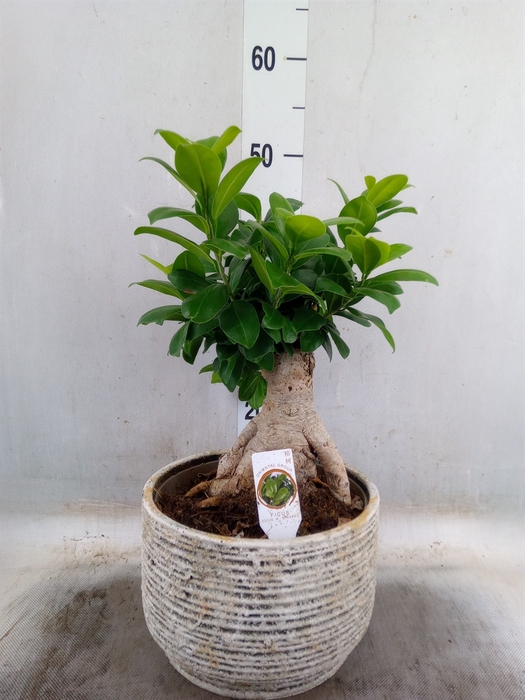 <h4>Ficus microcarpa 'Ginseng'</h4>