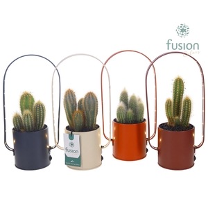 LED planter zink boog met Cactus