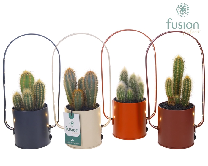 <h4>LED planter zink boog met Cactus</h4>