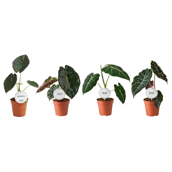 <h4>Alocasia Mix Hoog</h4>