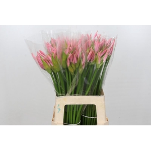 Nerine Vesta K