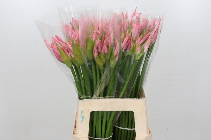 Nerine Vesta K