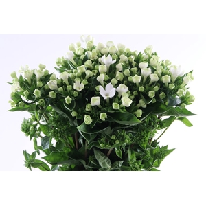 Bouvardia Royal White Verde