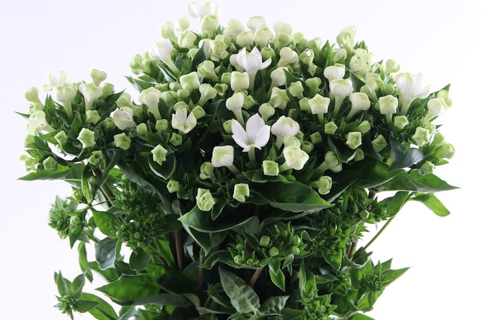 <h4>Bouvardia Royal White Verde</h4>