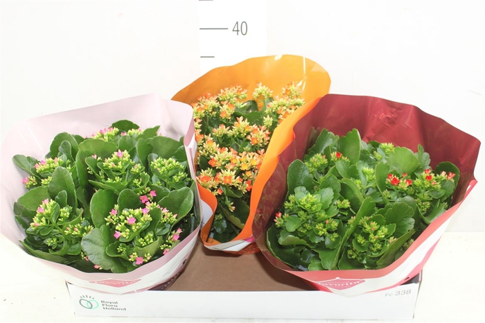 <h4>Kalanchoe Bl Gemengd</h4>