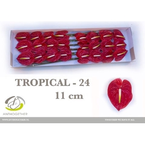 Anth A Tropical 11 cm X24 Spek Flowers
