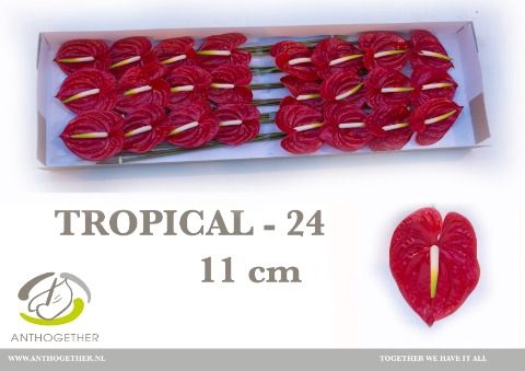 <h4>Anth A Tropical 11 cm X24 Spek Flowers</h4>