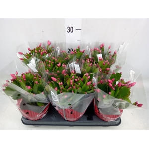 Schlumbergera   ...