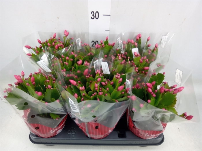 <h4>Schlumbergera   ...</h4>