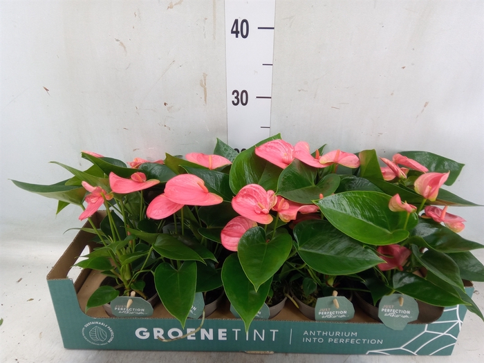 <h4>Anthurium andr. 'Sweet Dream'</h4>