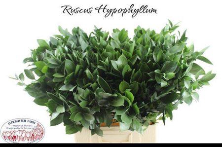 <h4>Ruscus Hypophyllum</h4>