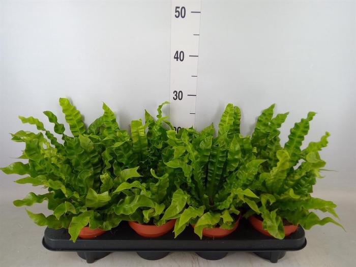<h4>Asplenium nidus 'Crispy Wave'</h4>