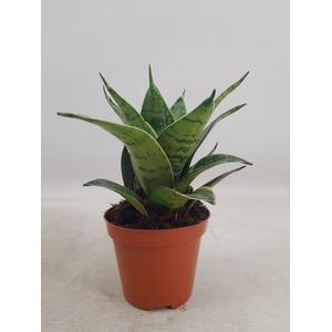 Sansevieria Hahnii 9 cm Silver Hahnii(Decorum)