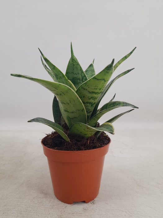 <h4>Sansevieria Hahnii 9 cm Silver Hahnii(Decorum)</h4>