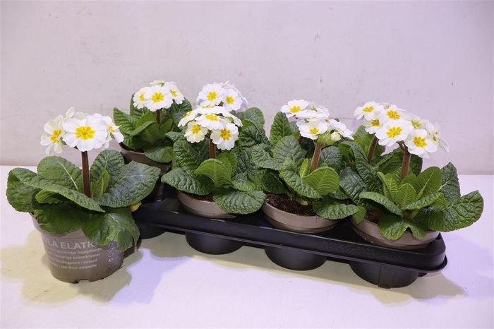 <h4>arr8 Prim Elatior White</h4>