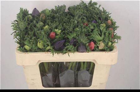 Anemone Galil Mixed In Bunch