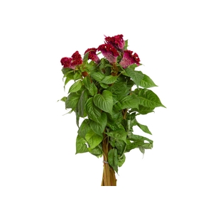 CELOSIA ARGENTEA CRISTATA NEO RED 060 CM