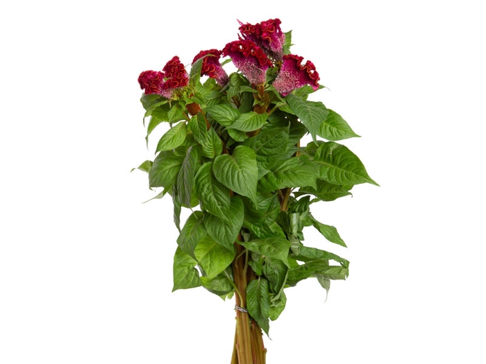 <h4>CELOSIA ARGENTEA CRISTATA NEO RED 060 CM</h4>