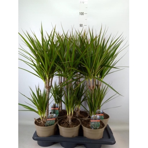 Dracaena marg.