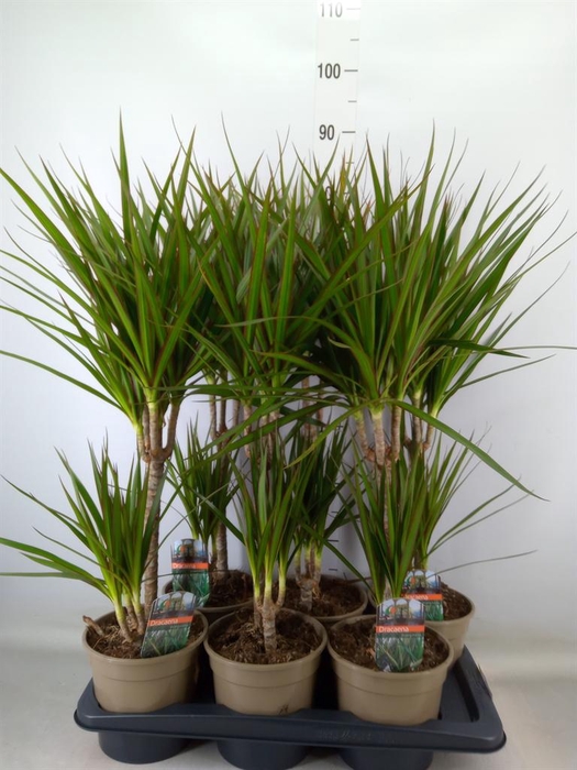 <h4>Dracaena marg.</h4>