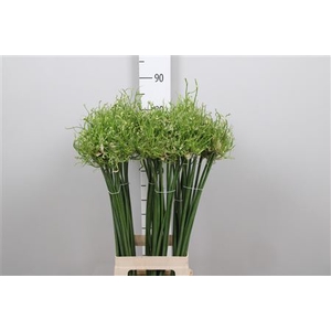 Allium Fido Dido