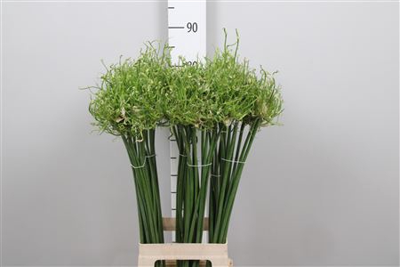<h4>Allium Fido Dido</h4>