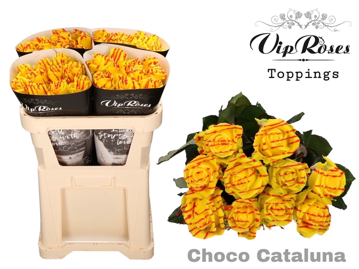 <h4>R GR CHOCO CATALUNYA 998</h4>