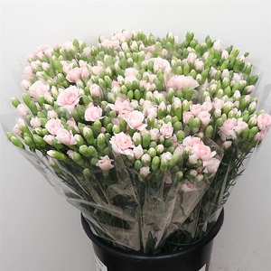 Di Tr Drodo Light Peach Extra