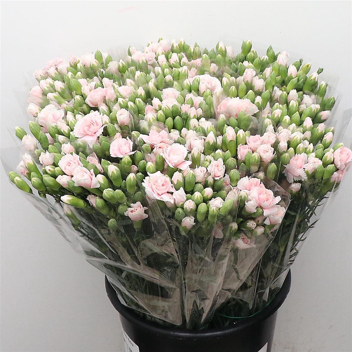 <h4>Di Tr Drodo Light Peach Extra</h4>