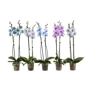 Phal I Am Special Mix 2T14+