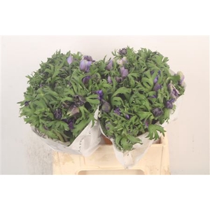 Anemone Mistral Blue