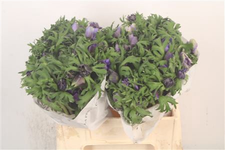 <h4>Anemone Mistral Blue</h4>