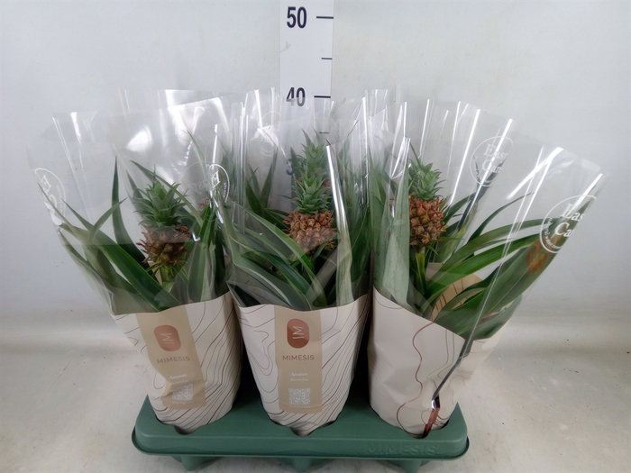 <h4>Ananas  'Mi Amigo'</h4>