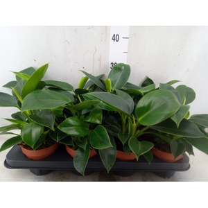 Philodendron  'Green Princess'