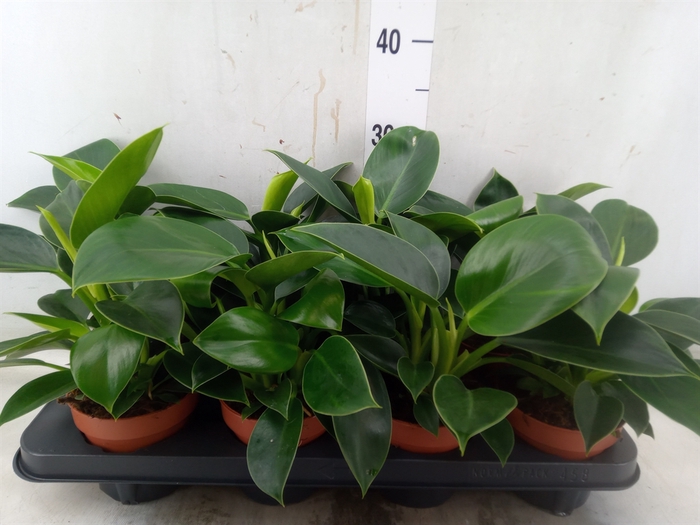 <h4>Philodendron  'Green Princess'</h4>