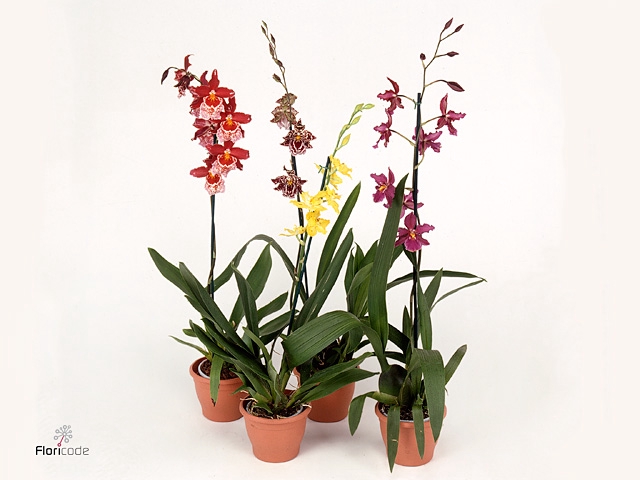 Cambria 9 cm