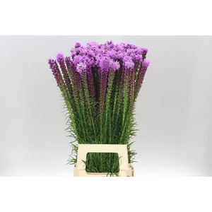 Liatris Spicata