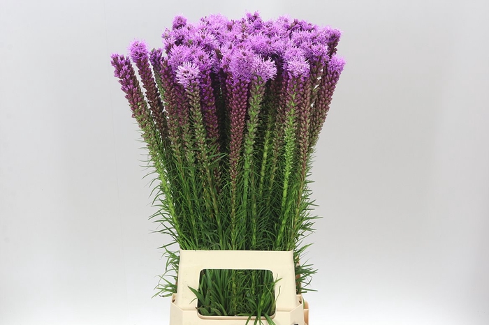 <h4>Liatris Spicata</h4>